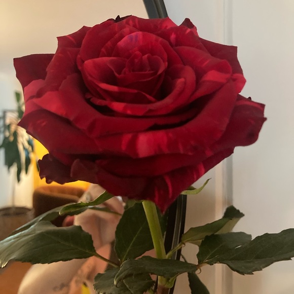 Meet your Posher, Sage - Picture 1 of 1